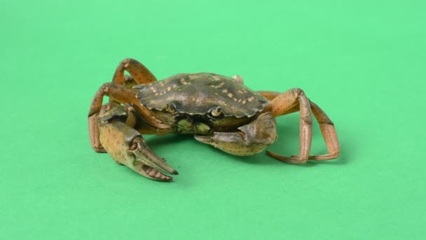 Live Crabs Green Background Shooting Green Background — Stock Video