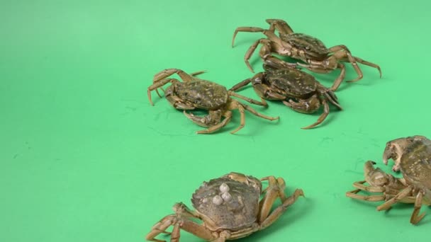 Live Crabs Green Background Shooting Green Background — Stock Video