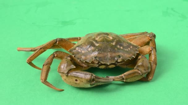 Live Crabs Green Background Shooting Green Background — Stock Video