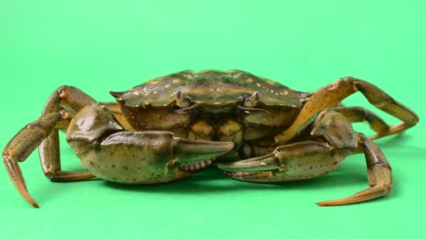生活螃蟹绿色背景 在绿色背景上拍摄 — 图库视频影像
