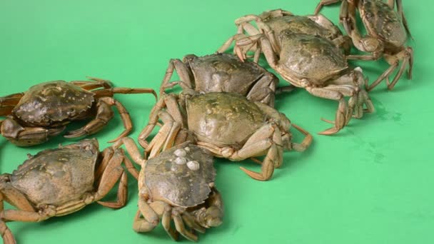 Live Crabs Green Background Shooting Green Background — Stock Video