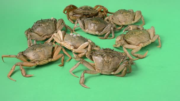 Live Crabs Green Background Shooting Green Background — Stock Video