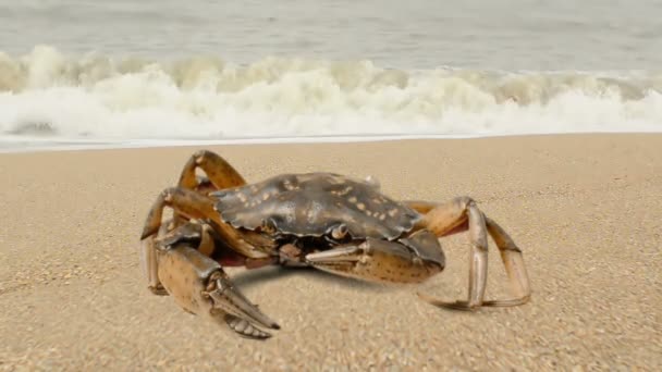 Krabben Auf Sand Krabben Strand — Stockvideo