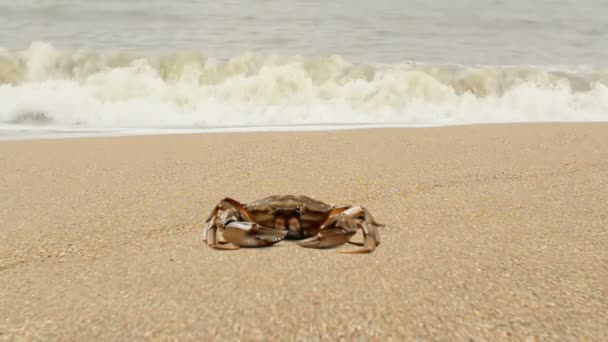 Crab Sand Crab Beach — Stock Video