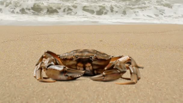 Caranguejo Areia Caranguejo Praia — Vídeo de Stock