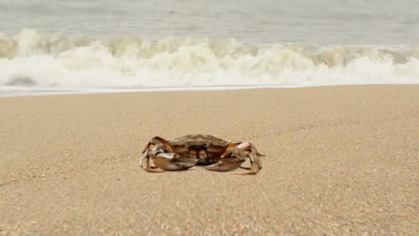 Caranguejo Areia Caranguejo Praia — Vídeo de Stock