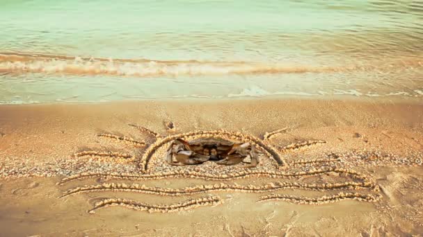 沙滩上的阳光和螃蟹 海滩上的螃蟹 — 图库视频影像
