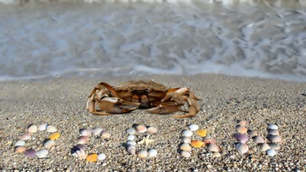 Cangrejo Una Inscripción Conchas Océano Cangrejo Playa — Vídeo de stock