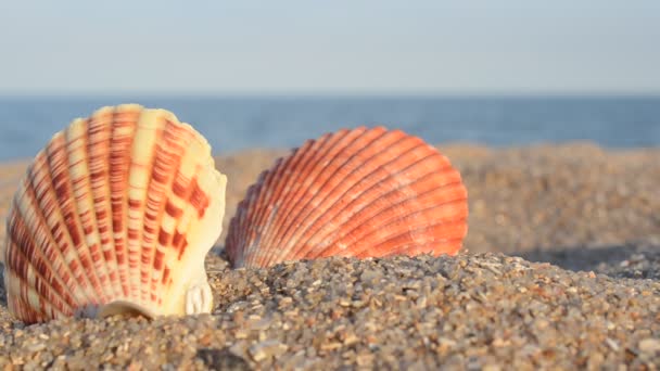 Морські Коктейлі Пляжі Зйомки Пляжі — стокове відео