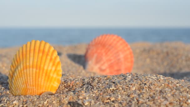 Mořské Mušle Pozadí Moře Fotografování Pláži — Stock video