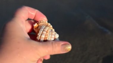 Bir elde deniz kabuğu. Kumsal. Sahilde çekim yapmak..