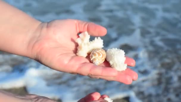 Mořská Mušle Ruce Pláž Fotografování Pláži — Stock video