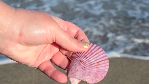 Herzmuschel Der Hand Strand Schießen Strand — Stockvideo