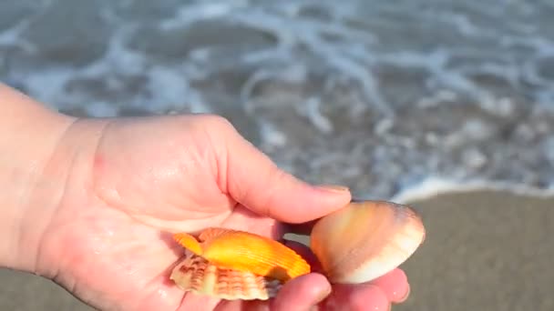 Herzmuschel Der Hand Strand Schießen Strand — Stockvideo