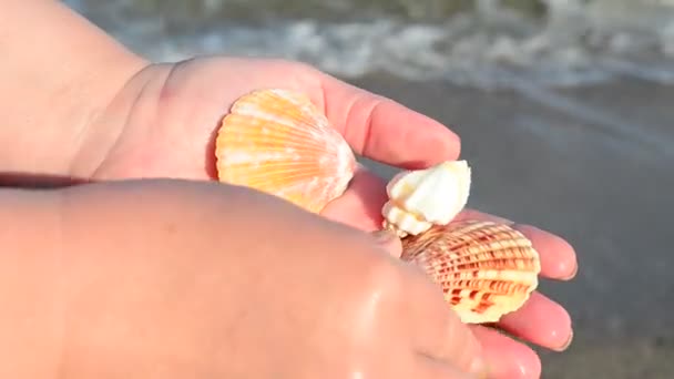Morskie Karaluchy Ręku Plaża Strzelanina Plaży — Wideo stockowe
