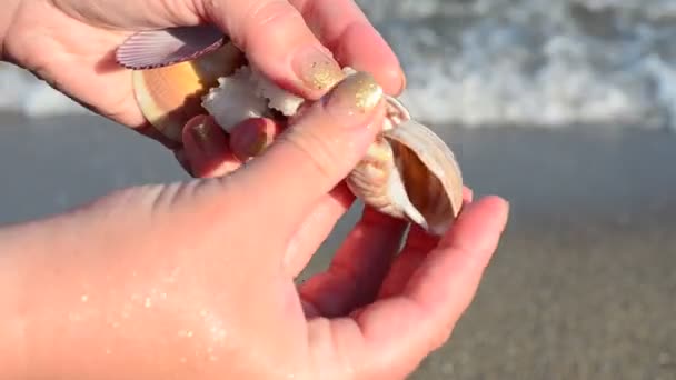 Morskie Karaluchy Ręku Plaża Strzelanina Plaży — Wideo stockowe