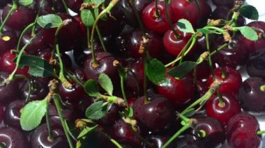 Cherry, çekim başladı. Meyve çekimleri.