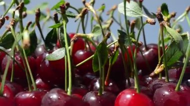 Cherry, çekim başladı. Meyve çekimleri.
