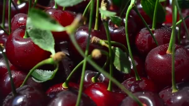 Cherry Atira Movimento Filmagem Frutas — Vídeo de Stock