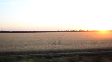 Trenden tarlanın manzarası. Harekette çekim..