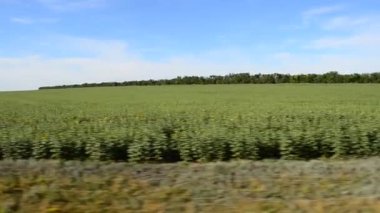 Trenden tarlanın manzarası. Harekette çekim..