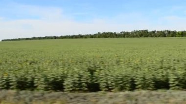 Trenden tarlanın manzarası. Harekette çekim..