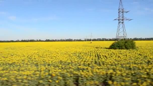 Vista Del Campo Dal Treno Sparatoria Nel Movimento — Video Stock