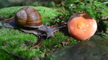 Ormanda salyangoz var. Salyangoz avlamak. Mantar Russula.