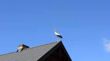Çatıdaki leylek. Bir leyleğin vurulması.