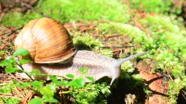 Ormanda salyangoz var. Salyangoz vurmak.