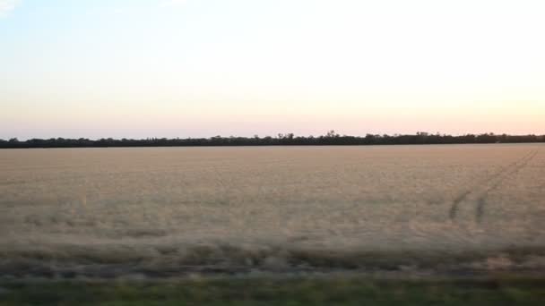 Vista Del Campo Dal Treno Sparatoria Nel Movimento — Video Stock