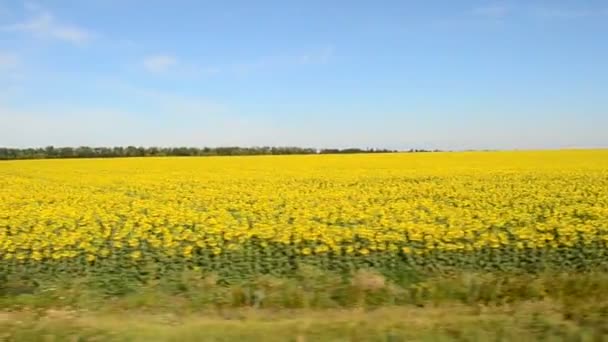 Vista Del Campo Dal Treno Sparatoria Nel Movimento — Video Stock