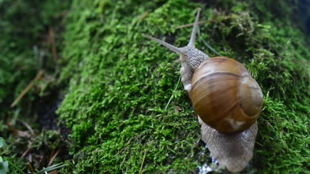 Lumaca Nel Bosco Sparatoria Chiocciole — Video Stock