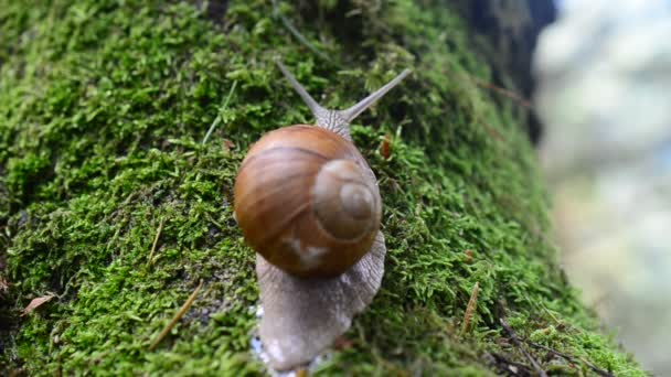 Caracol Bosque Disparos Caracoles — Vídeos de Stock