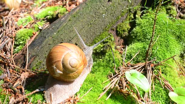 Caracol Bosque Disparos Caracoles — Vídeo de stock