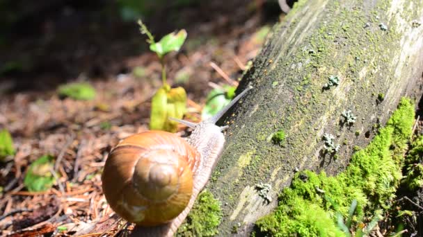 Caracol Bosque Disparos Caracoles — Vídeos de Stock