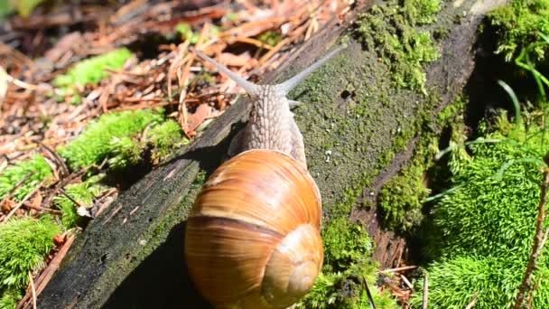 Escargot dans le bois. Tir d'escargots .