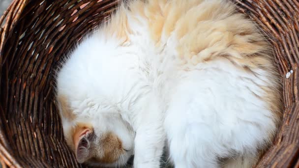 Kedi Bir Sepetin Içinde Uyuyor Kedi Sepet — Stok video