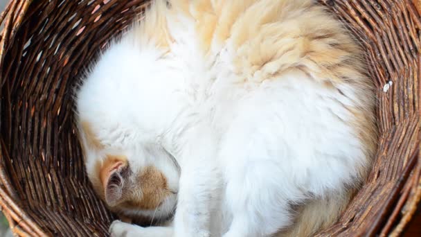 Gato Duerme Una Cesta Gato Cesta — Vídeos de Stock