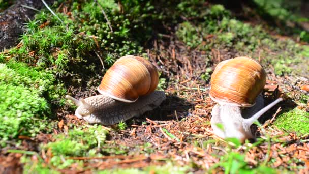 Lumaca Nel Bosco Sparatoria Chiocciole — Video Stock