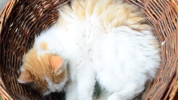 Kedi Bir Sepetin Içinde Uyuyor Kedi Sepet — Stok video
