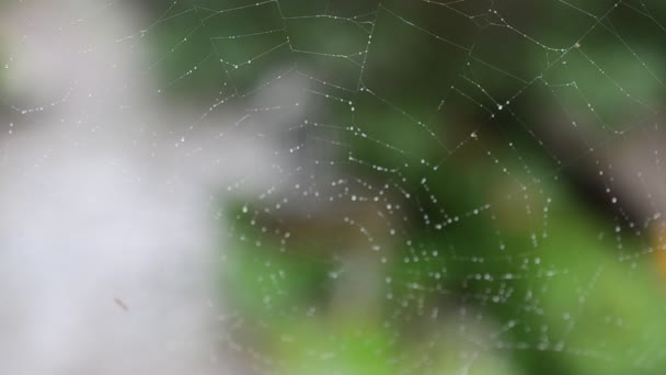 Shooting Web Spider Web — Stock Video