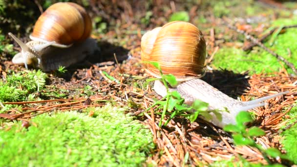 Escargot dans le bois. Tir d'escargots .