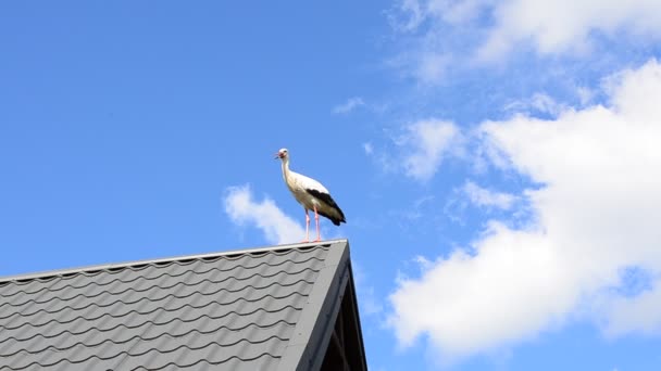 Stork Roof Shooting Stork — Stock Video