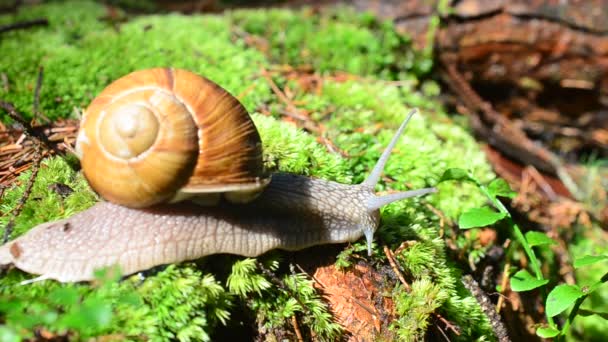Snail Wood Shooting Snails — Stock Video