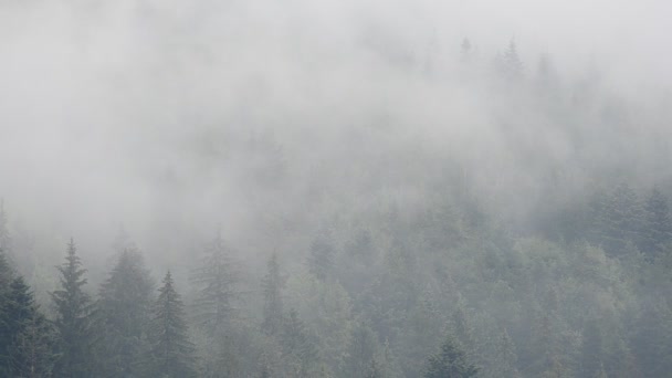 雨の後 山の上に蒸気 山の撮影 — ストック動画