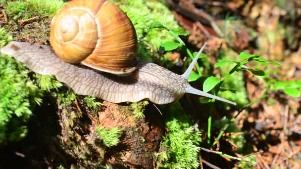 Escargot dans le bois. Tir d'escargots .