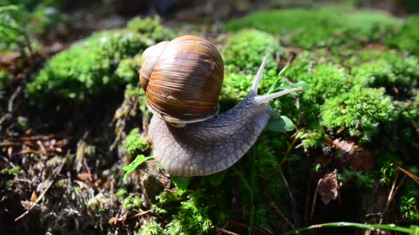 Lumaca Nel Bosco Sparatoria Chiocciole — Video Stock