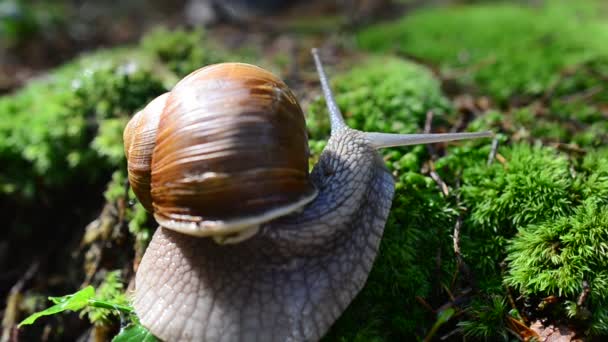 Escargot dans le bois. Tir d'escargots .