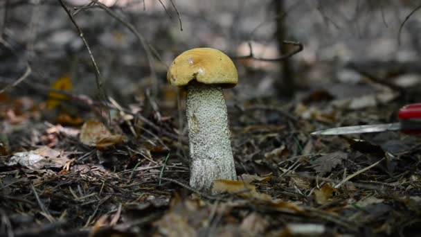 Cortamos Las Setas Madera Escabro Hongos Leccinum — Vídeos de Stock